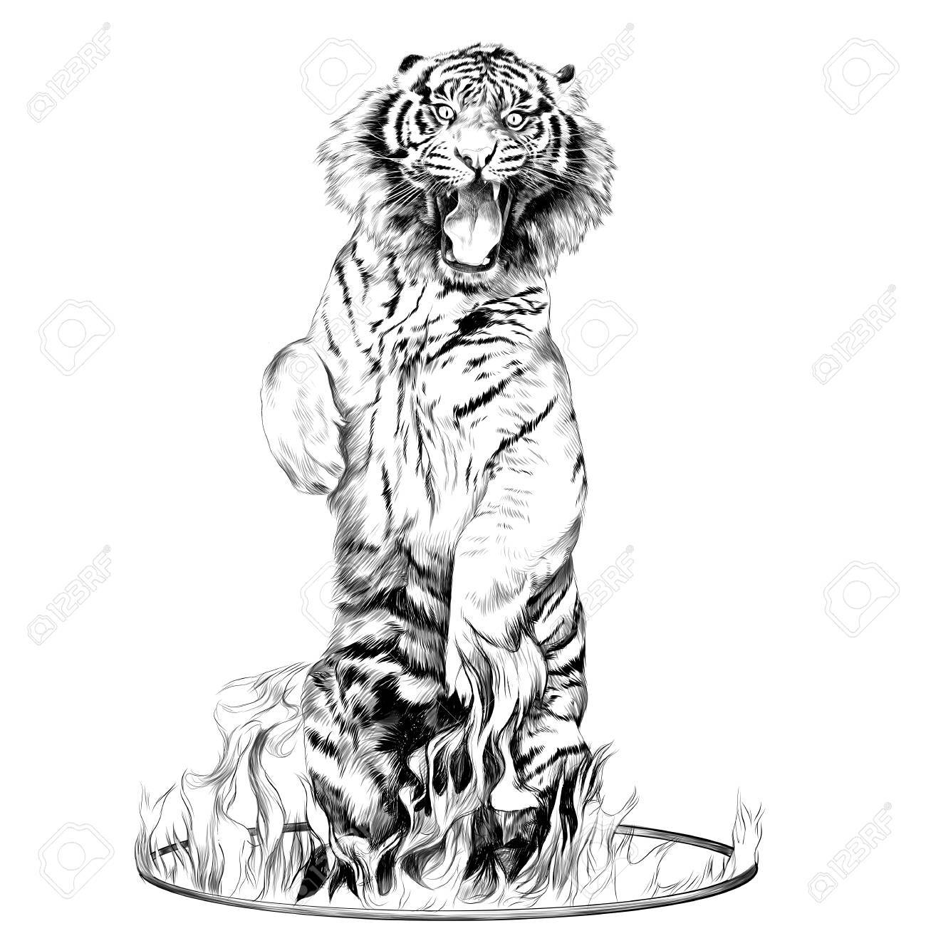 フルレングスのトラは火スケッチ ベクトル グラフィックスの黒と白の図面のサーカス リングの後ろ足のイラスト素材 ベクタ Image