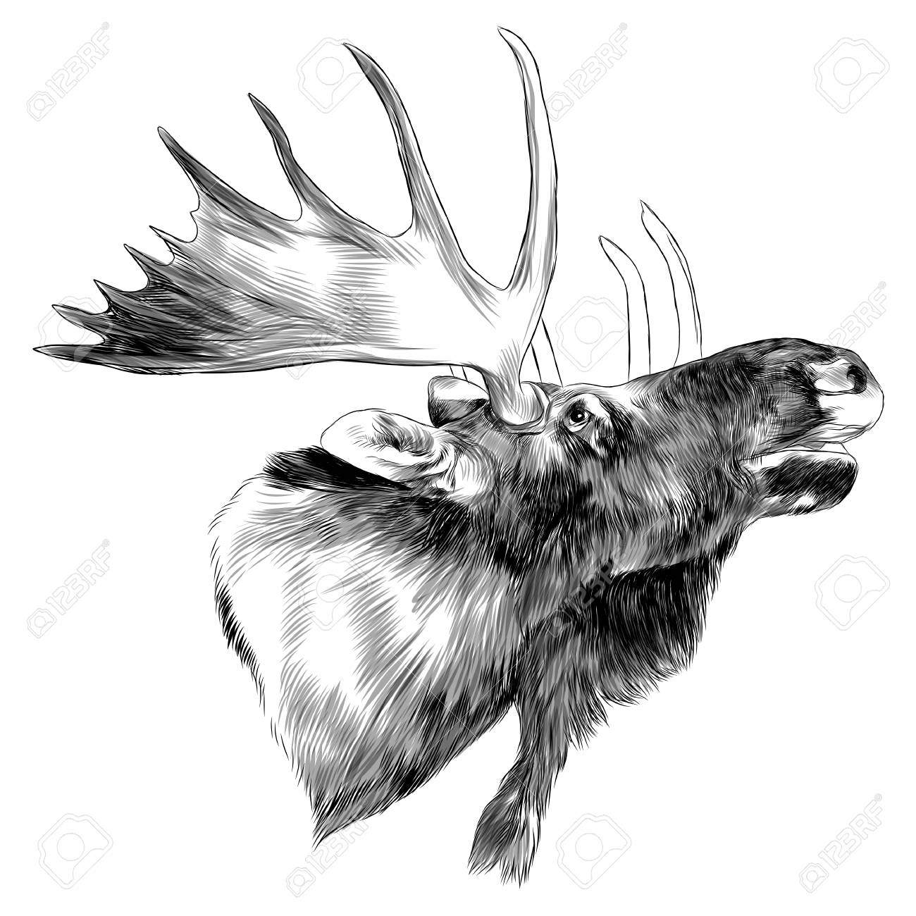 Elk Head Sketch Graphic Design. Royalty Free SVG, Cliparts, Vectors, and  Stock Illustration. Image 91604252., image size:1300x1300