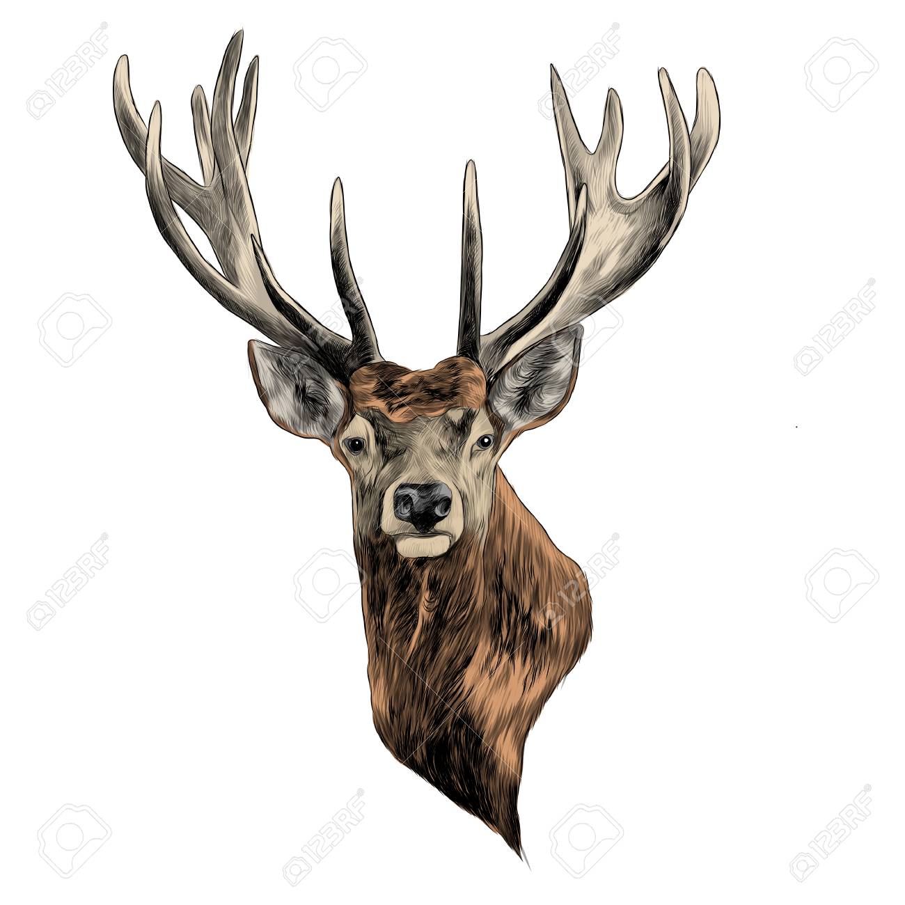 Stag Deer Head Sketch Graphic Design