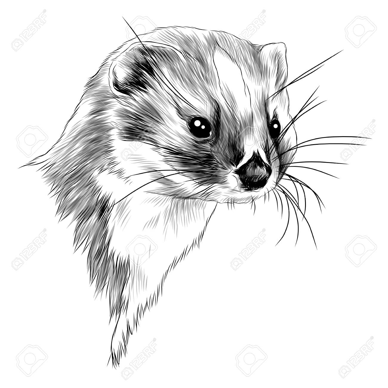 Conception Graphique De Croquis De Tete De Belette Clip Art Libres De Droits Vecteurs Et Illustration Image