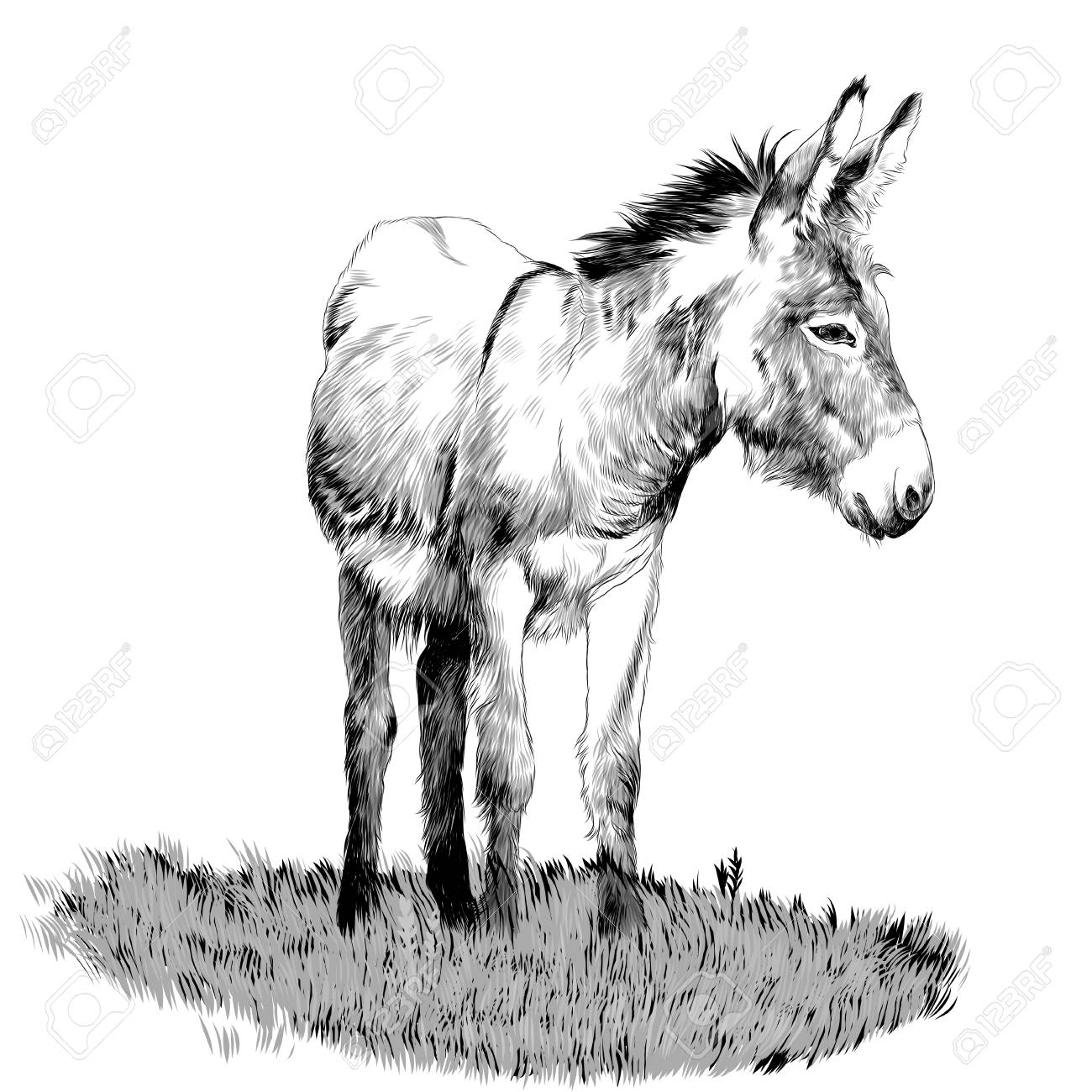 草の中に立ち スケッチベクトルグラフィックスモノクロ図面の方向を見てロバのイラスト素材 ベクタ Image