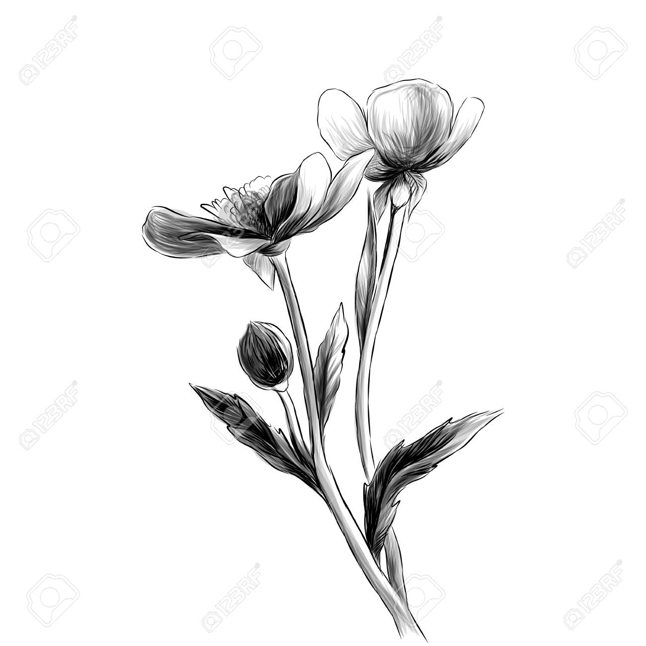 Two Buttercup Flowers With Stems And Leaves On White Background Royalty Free Cliparts Vectors And Stock Illustration Image
