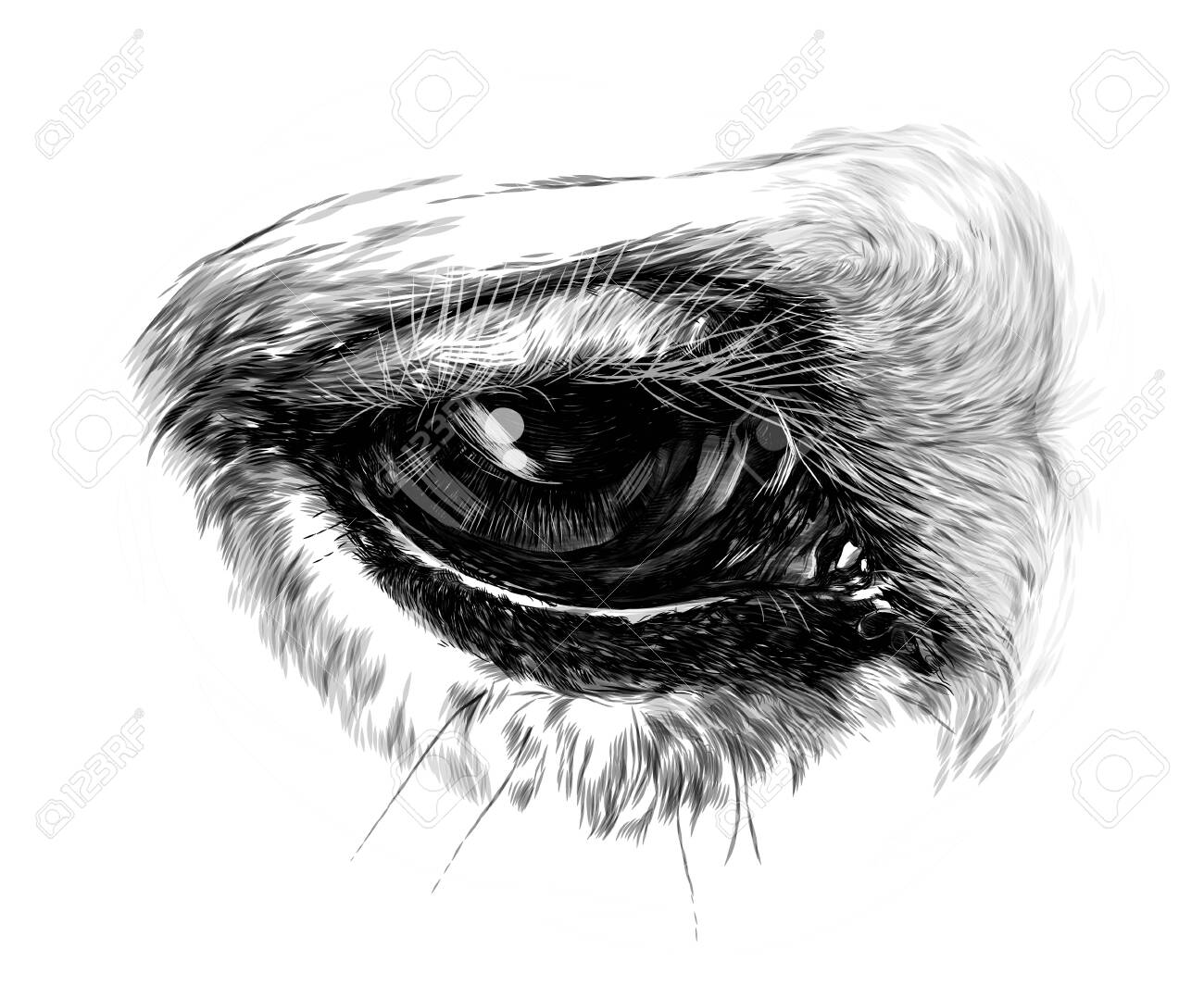 Horse Eye Close Up Sketch Vector Graphics Monochrome Illustration
