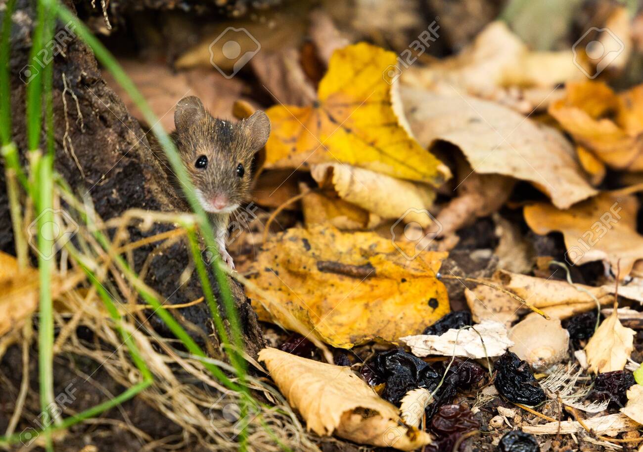 Wild Wood Mouse On The Forest Floor In A Autumn Forest Stock Photo Picture And Royalty Free Image Image