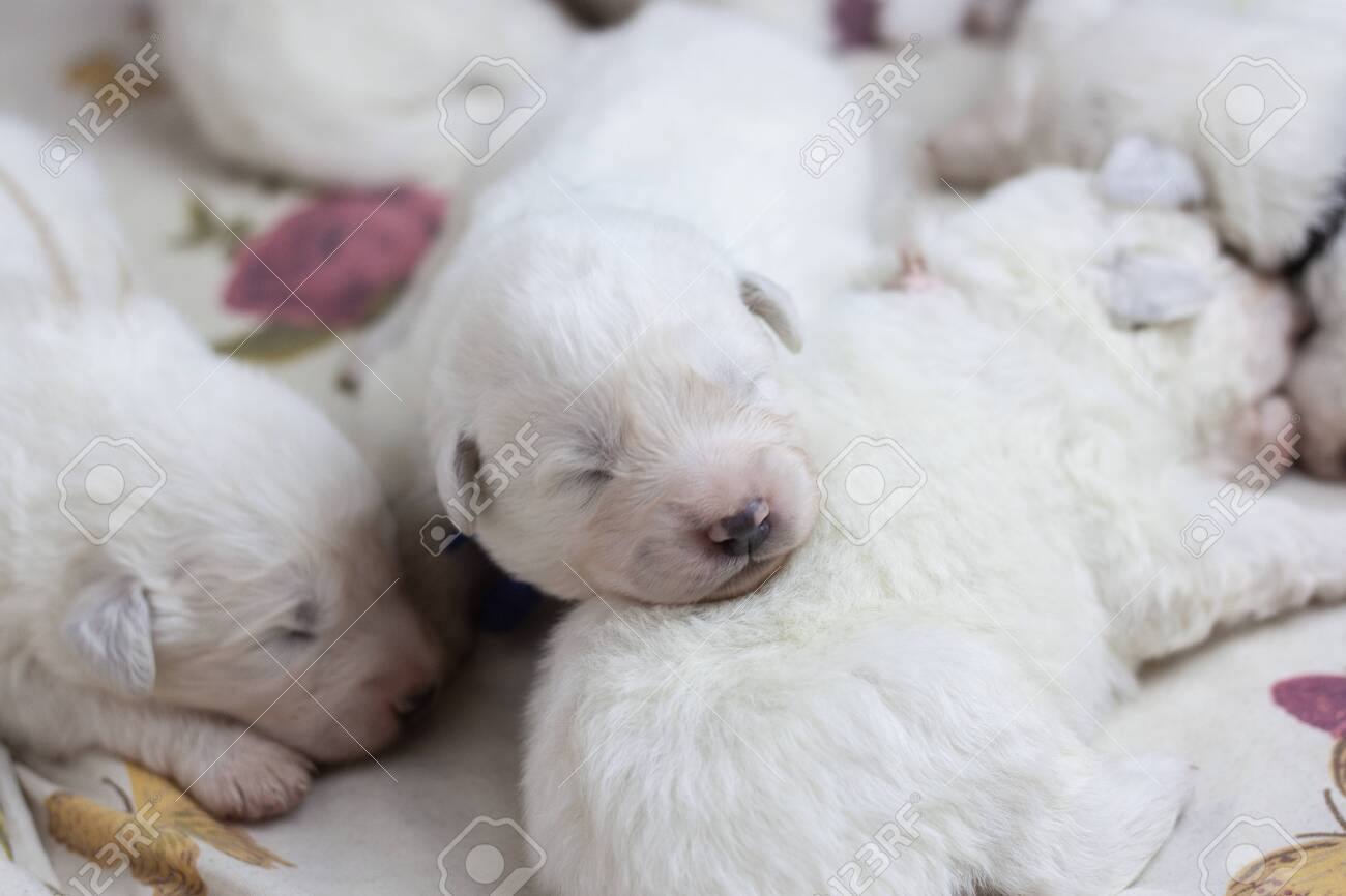 White Blind Newborn Baby Puppy Sleeping Next To Other Puppies Stock Photo Picture And Royalty Free Image Image