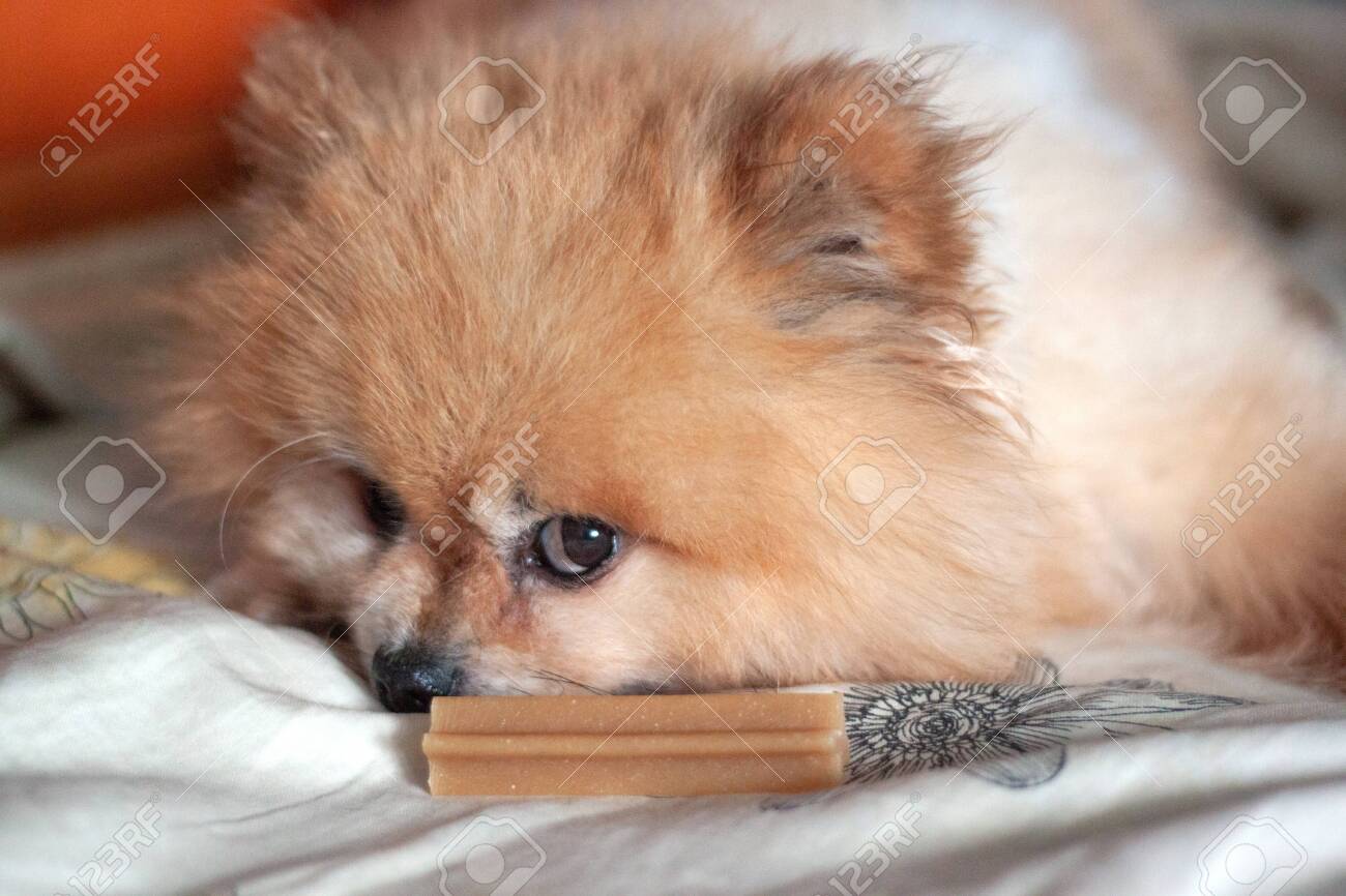 teddy boo
