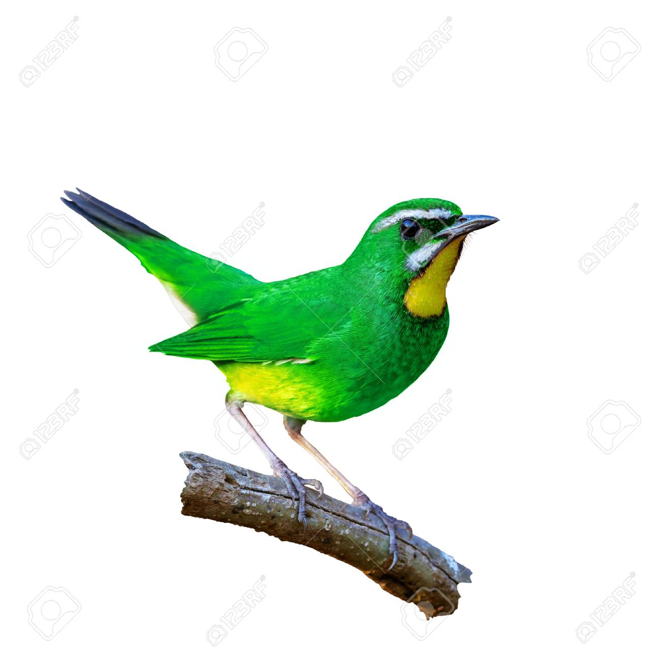 Schöner Vogel Auf Weißem Hintergrund Lizenzfreie Fotos, Bilder und Stock  Fotografie. Image 65606438.