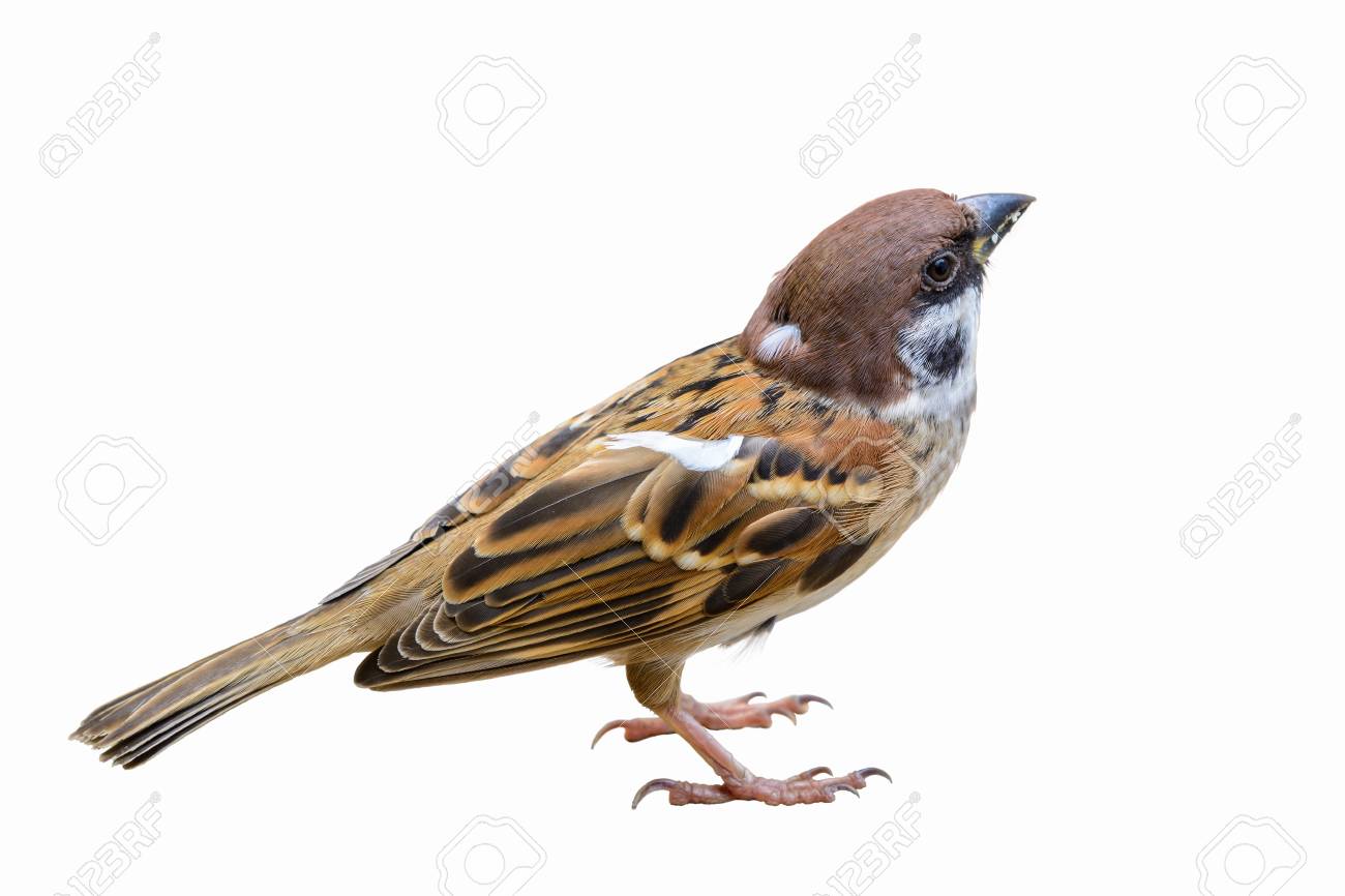 Moineau Friquet Passer Montanus Bel Oiseau Isolé Sur Fond Blanc