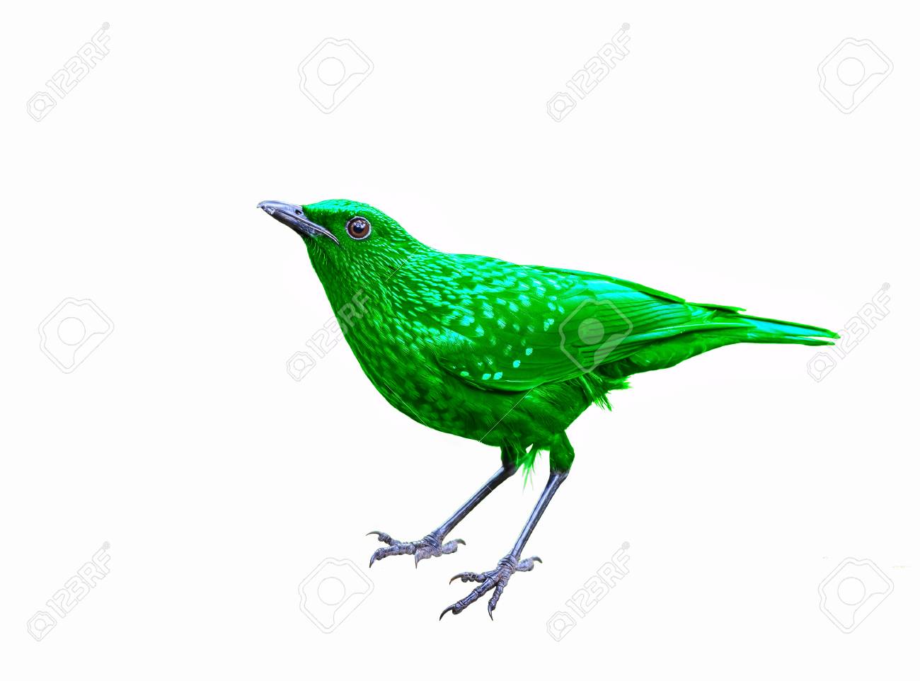 Oiseau Coloré Isolé Sur Fond Blanc Oiseau Vert