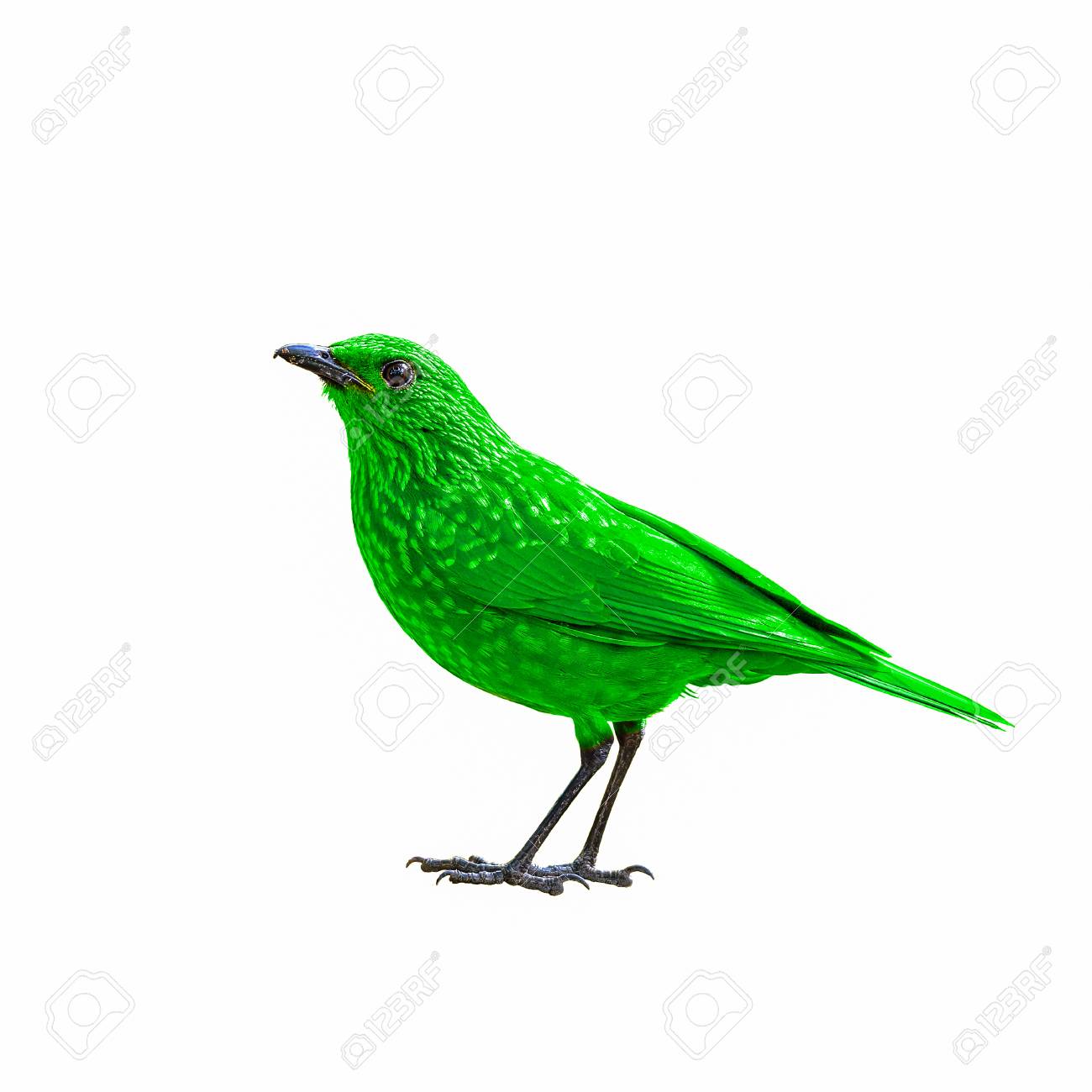 Oiseau Coloré Isolé Sur Fond Blanc Oiseau Vert