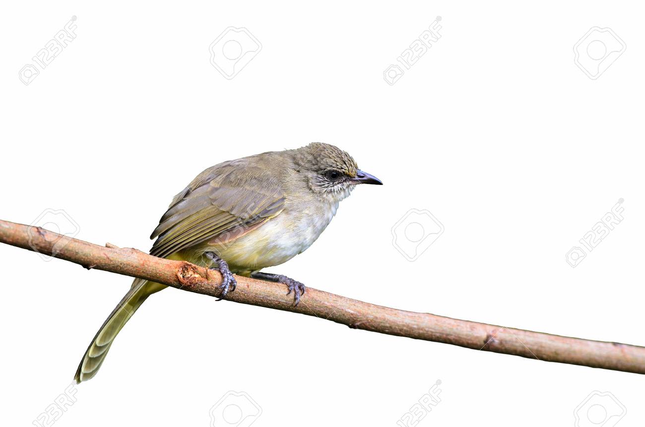Bulbul Strié Ou Pycnonotus Blanfordi Oiseau Isolé Sur Une Branche Avec Un Fond Blanc