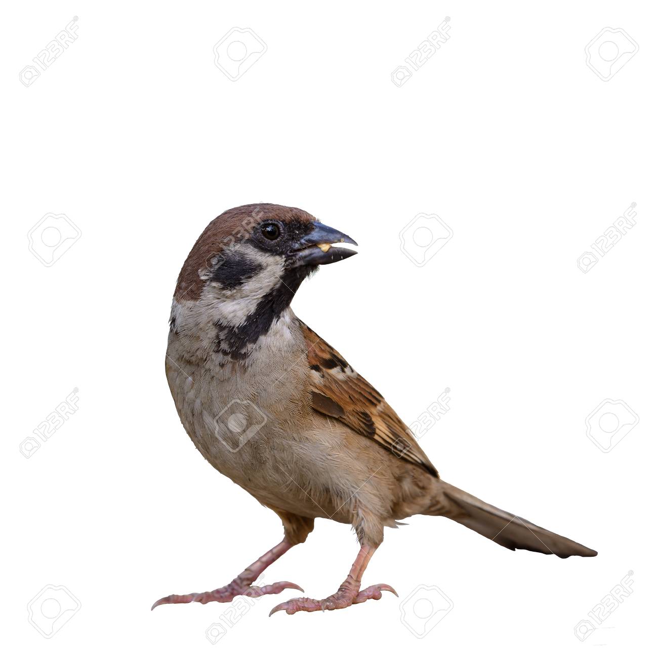 Eurasischer Baum Spatz Oder Passer Montanus Schoner Brauner Vogel Der Auf Weissem Hintergrund Steht Lizenzfreie Fotos Bilder Und Stock Fotografie Image 85632116