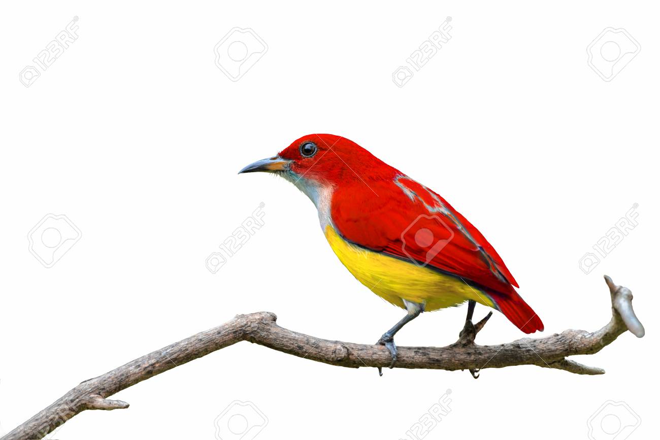 Oiseau Coloré Isolé Sur Une Branche Avec Un Fond Blanc Oiseau Rouge