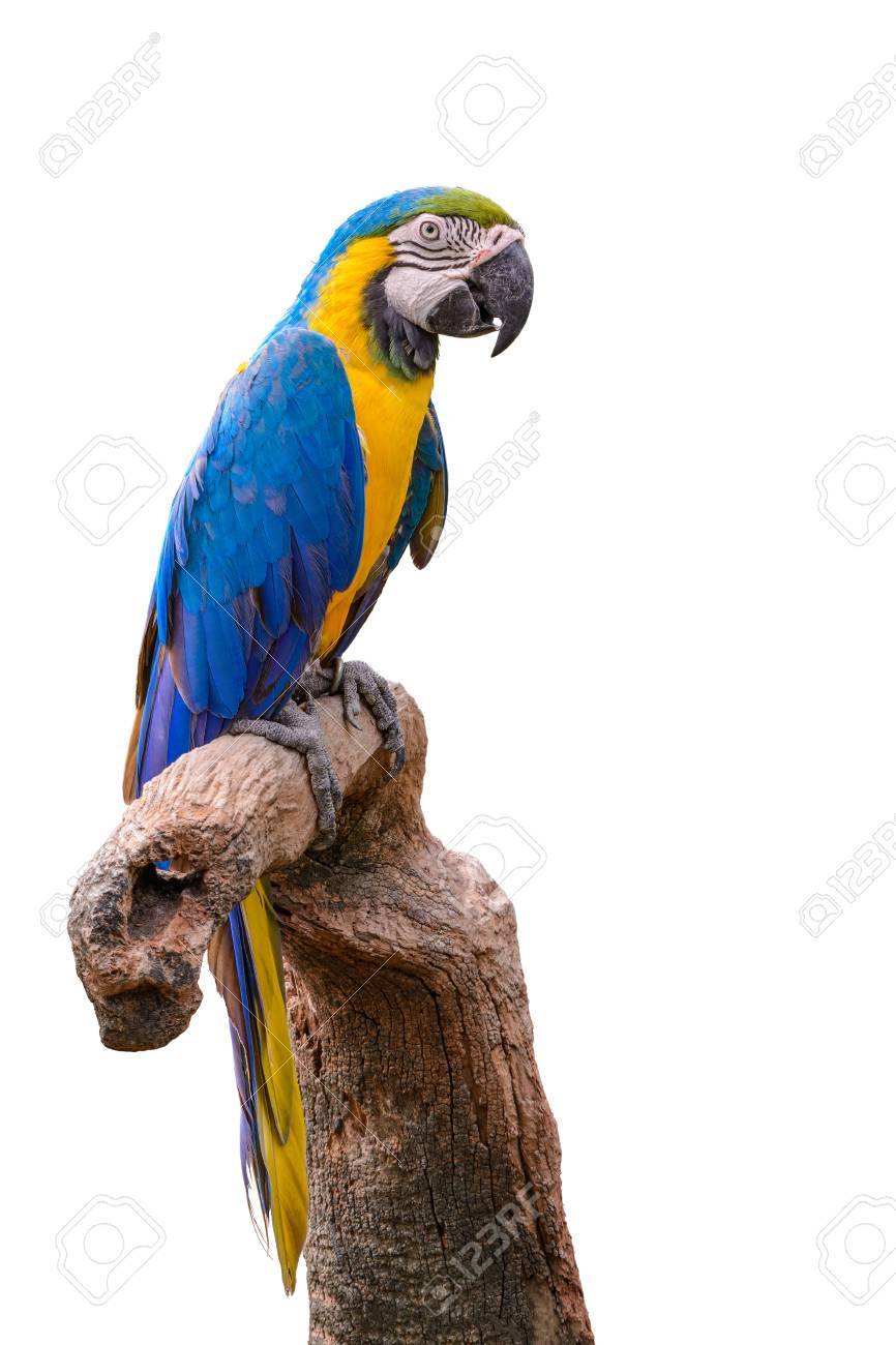 Ara Bleu Et Jaune Oiseau Coloré Isolé Sur Une Branche Avec Un Fond Blanc