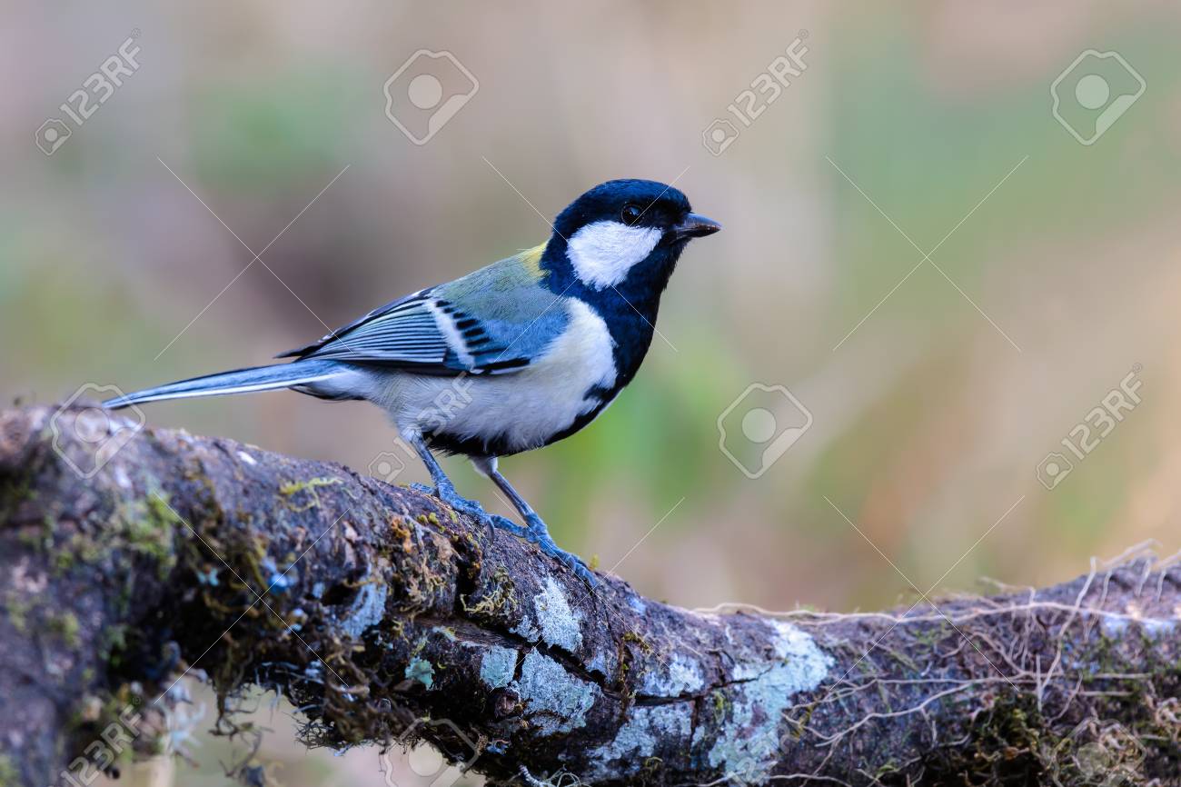 Japanese Tit Or Parus Minor, Beautiful Bird Perching On Branch With Green  Background, Thailand. Stock Photo, Picture and Royalty Free Image. Image  95657252.
