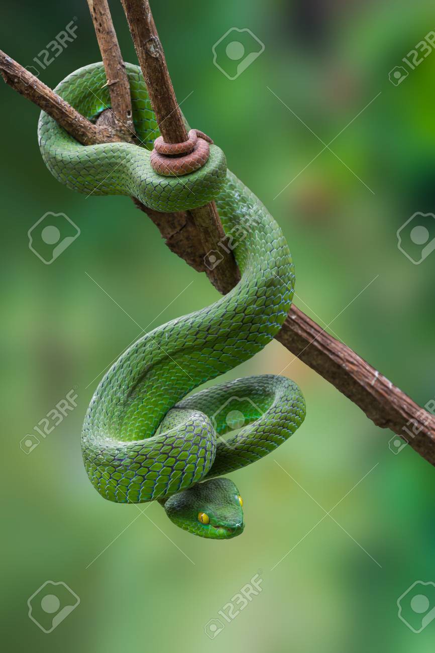 Large Eyed Green Pitviper Or Trimeresurus Cryptelytrops Macrops Stock Photo Picture And Royalty Free Image Image