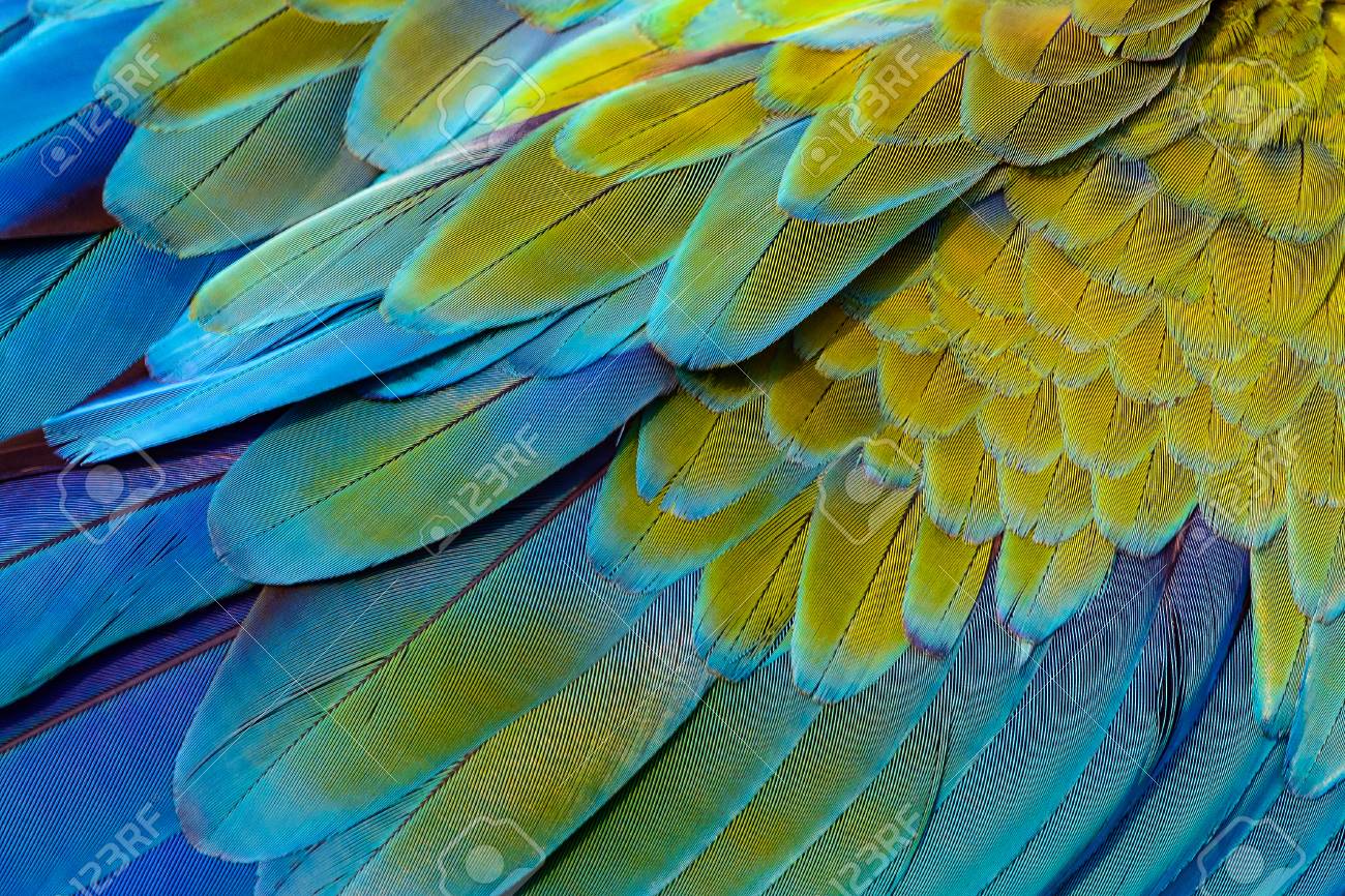 Close up of catalina macaw bird's feathers, exotic nature background and texture. - 122263879 Close up of catalina macaw bird's feathers, exotic nature background and texture. - 122263879