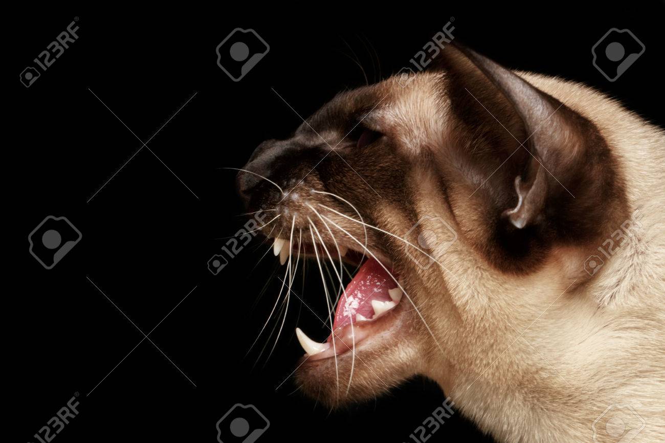 Close Up Portrait Of Hissing Oriental Shorthair Cat Stock Photo Picture And Royalty Free Image Image 34631583