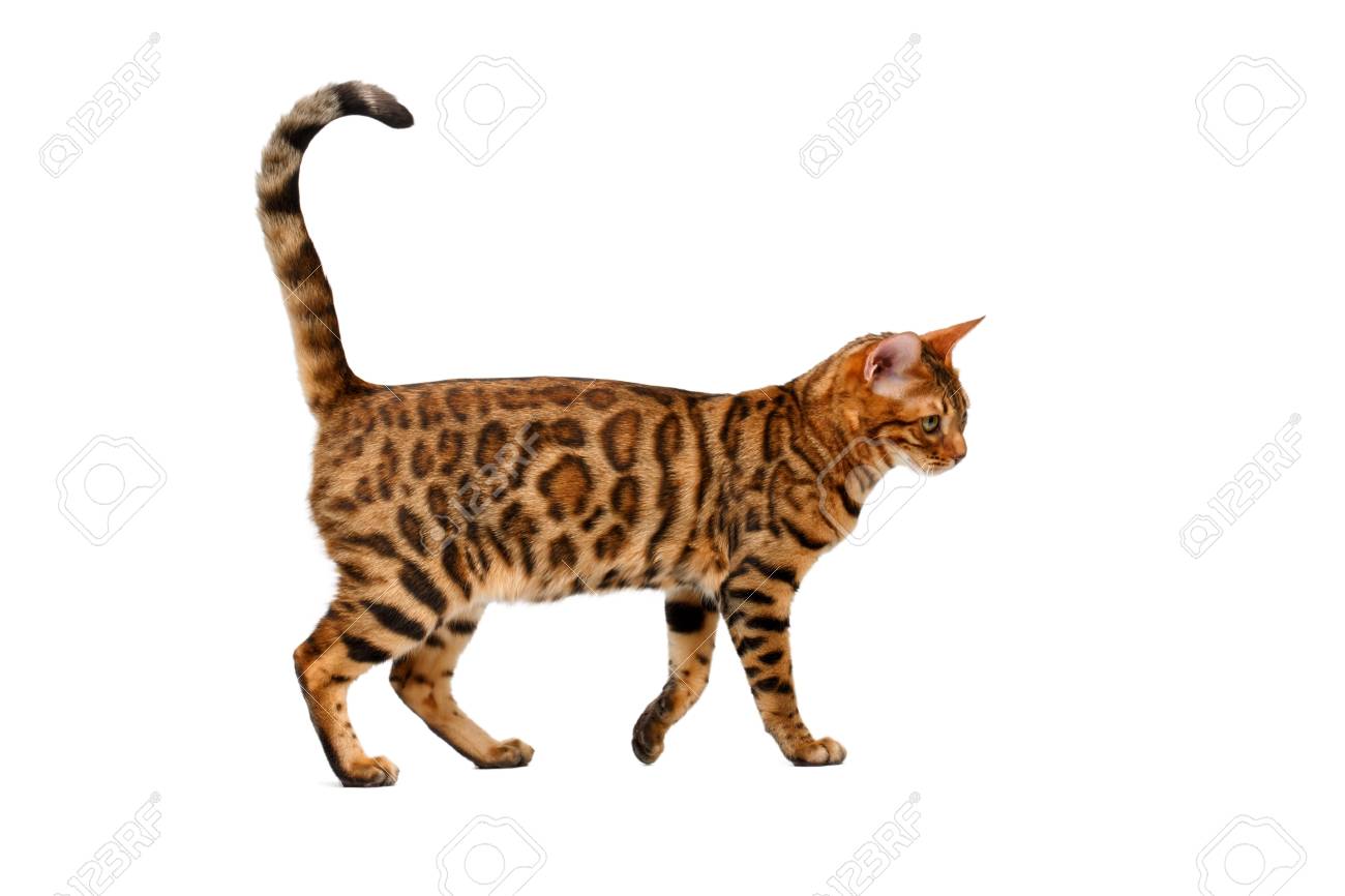 Bengale Marche De Chat Sur Blanc Vue De Cote Banque D Images Et Photos Libres De Droits Image Bengale Marche De Chat Sur Blanc Vue De Cote Banque D Images Et Photos Libres De Droits Image