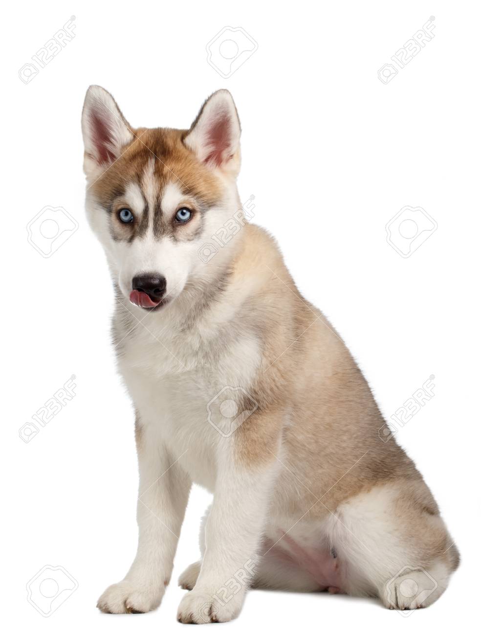 Chiot Husky Siberien Leche Sur Fond Blanc Banque D Images Et Photos Libres De Droits Image