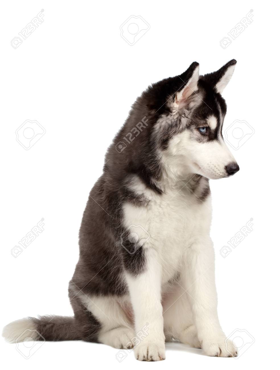 Husky Siberien Chiot Isole Sur Fond Blanc Banque D Images Et Photos Libres De Droits Image