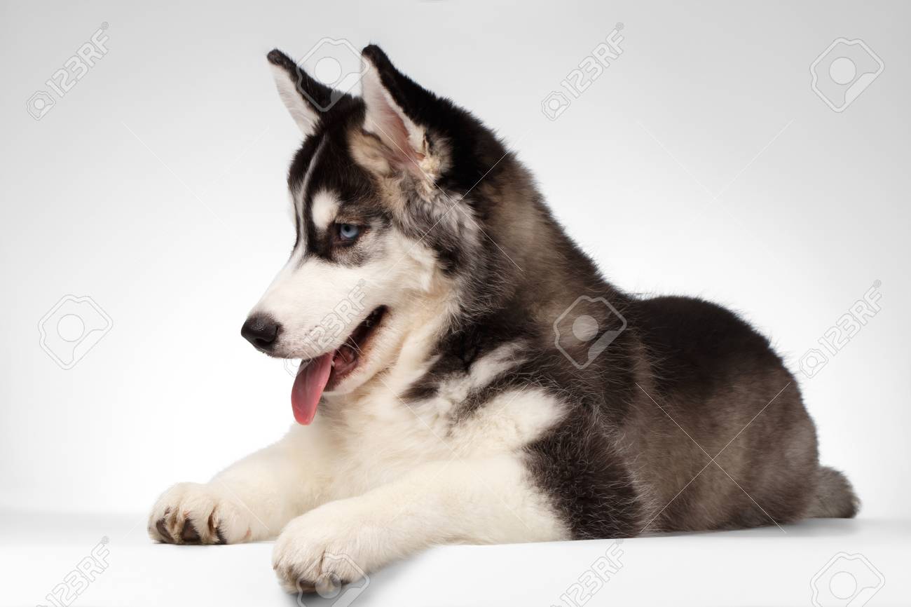 シベリアン ハスキー子犬ある白い背景に分離 の写真素材 画像素材 Image シベリアン ハスキー子犬ある白い背景に分離 の写真素材 画像素材 Image