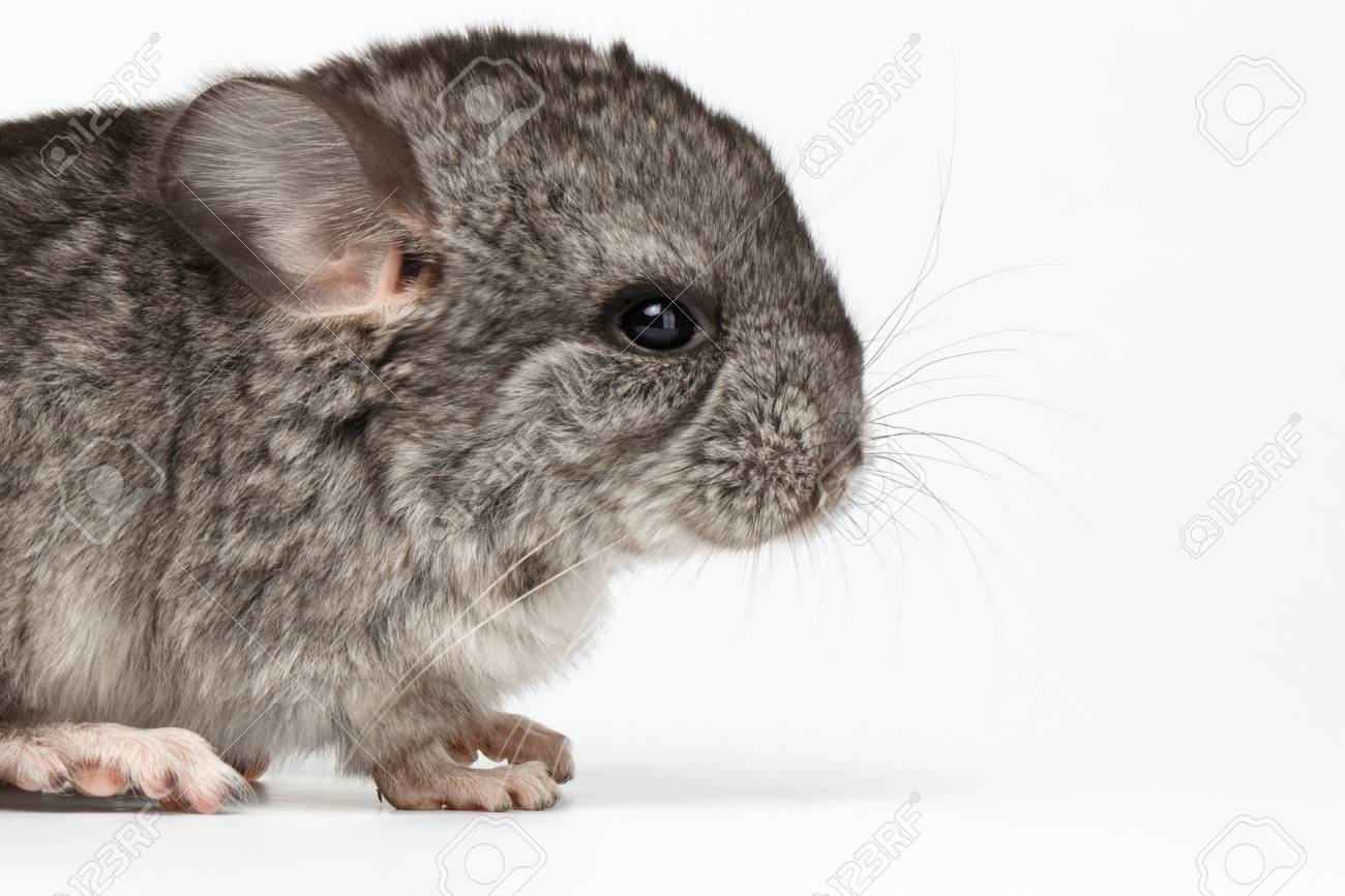Gris Bebe Chinchilla En Vue De Profil Sur Fond Blanc Banque D Images Et Photos Libres De Droits Image