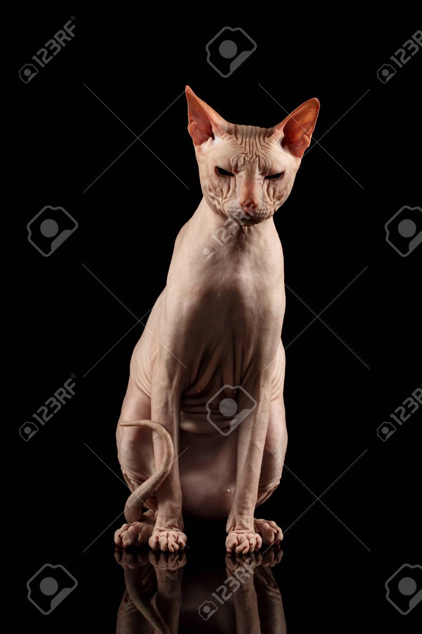 スフィンクスが座っている品種のピンクの猫。ブラック ミラーの