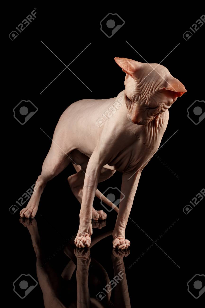 Chat Rose De Race Sphynx Chat Nu Avec Miroir Isole Sur Fond Noir Banque D Images Et Photos Libres De Droits Image