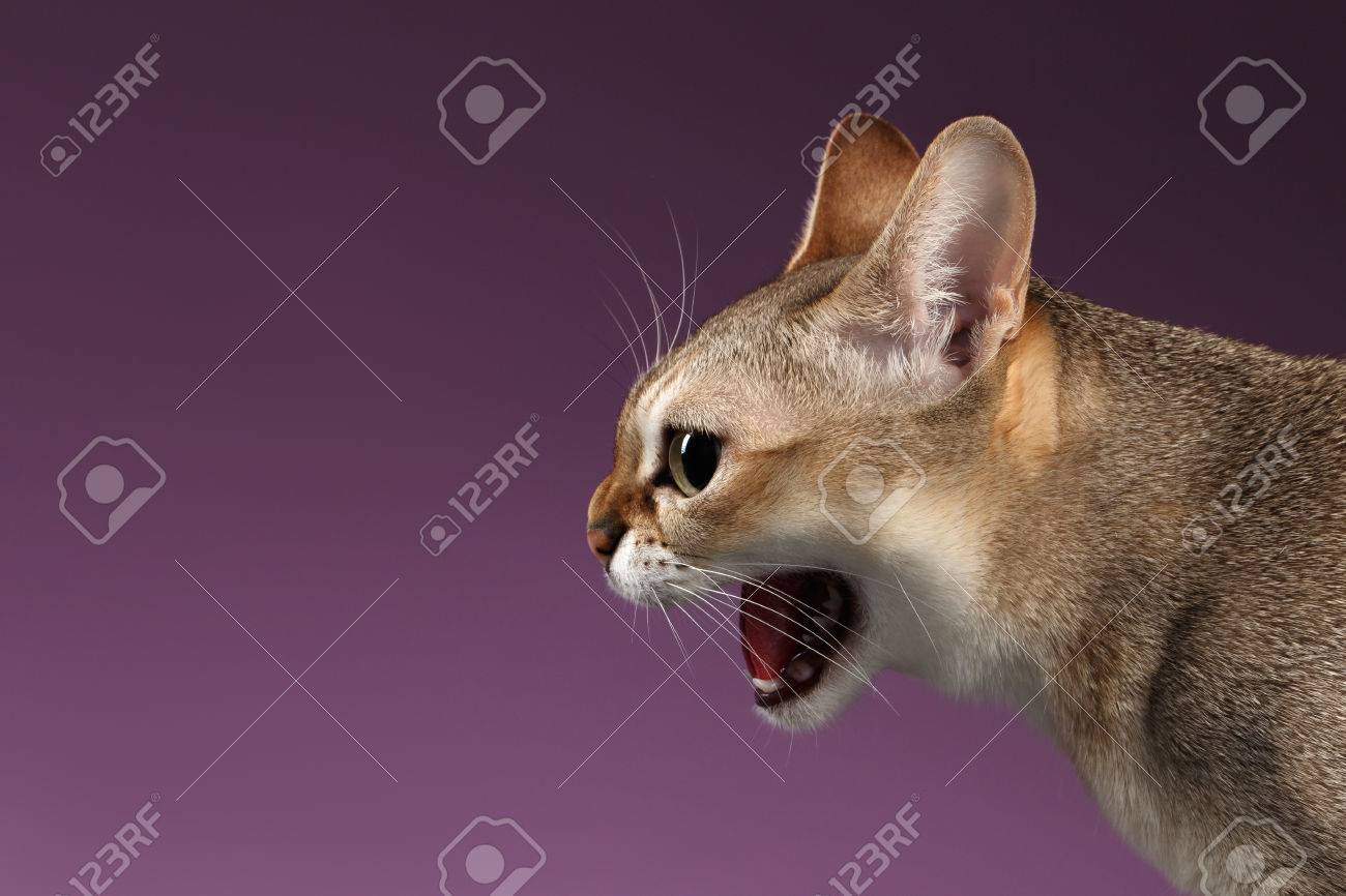 Closeup Aggressive Singapura Cat Hisses Profile View On Purple Background Stock Photo Picture And Royalty Free Image Image 51498013