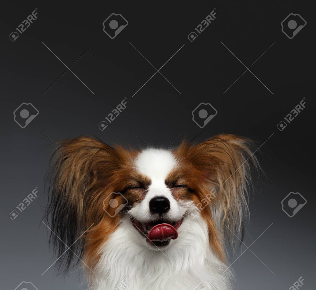 黒の背景に白パピヨン犬の夢のポートレート クローズ アップ の写真素材 画像素材 Image 黒の背景に白パピヨン犬の夢のポートレート クローズ アップ の写真素材 画像素材 Image