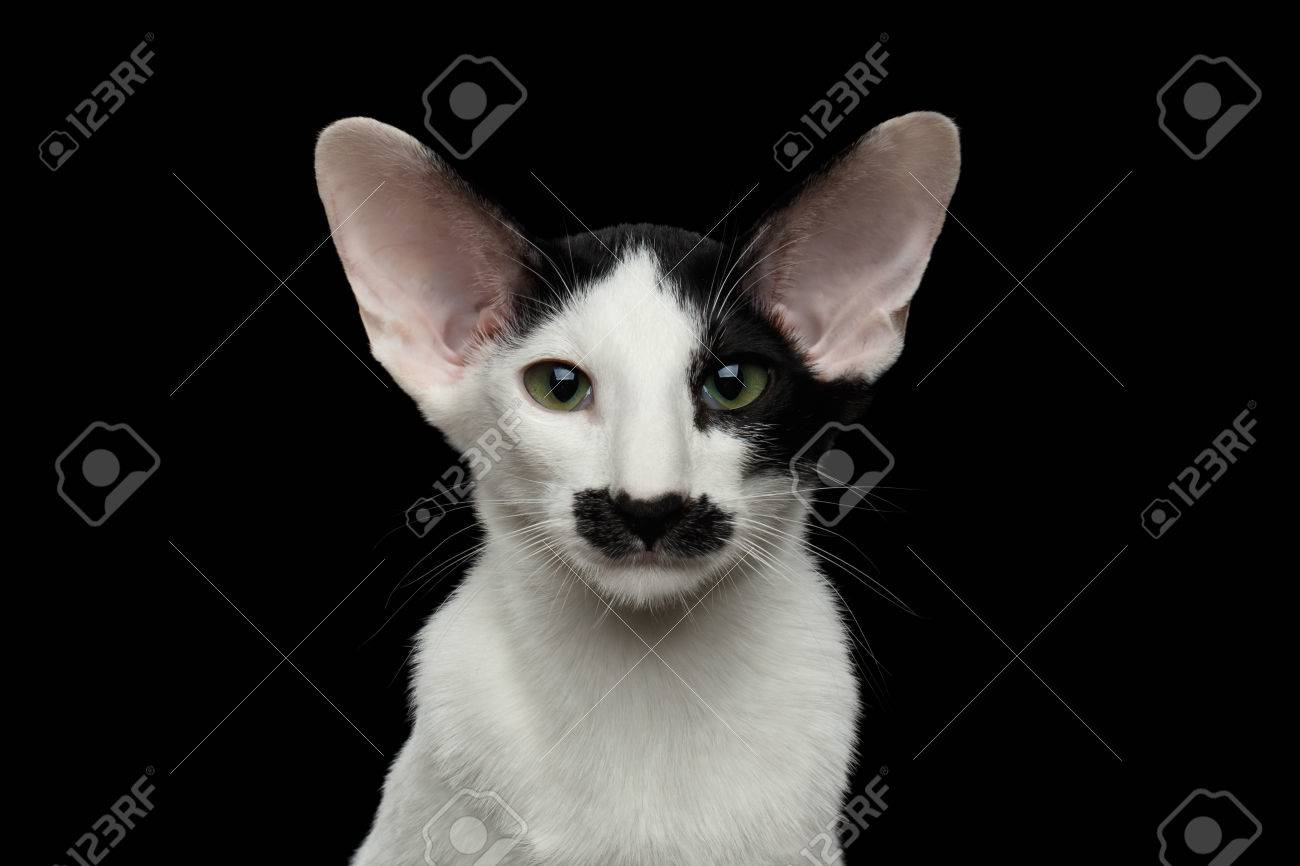 Closeup Of Funny Oriental Shorthair Looking At Camera Isolated