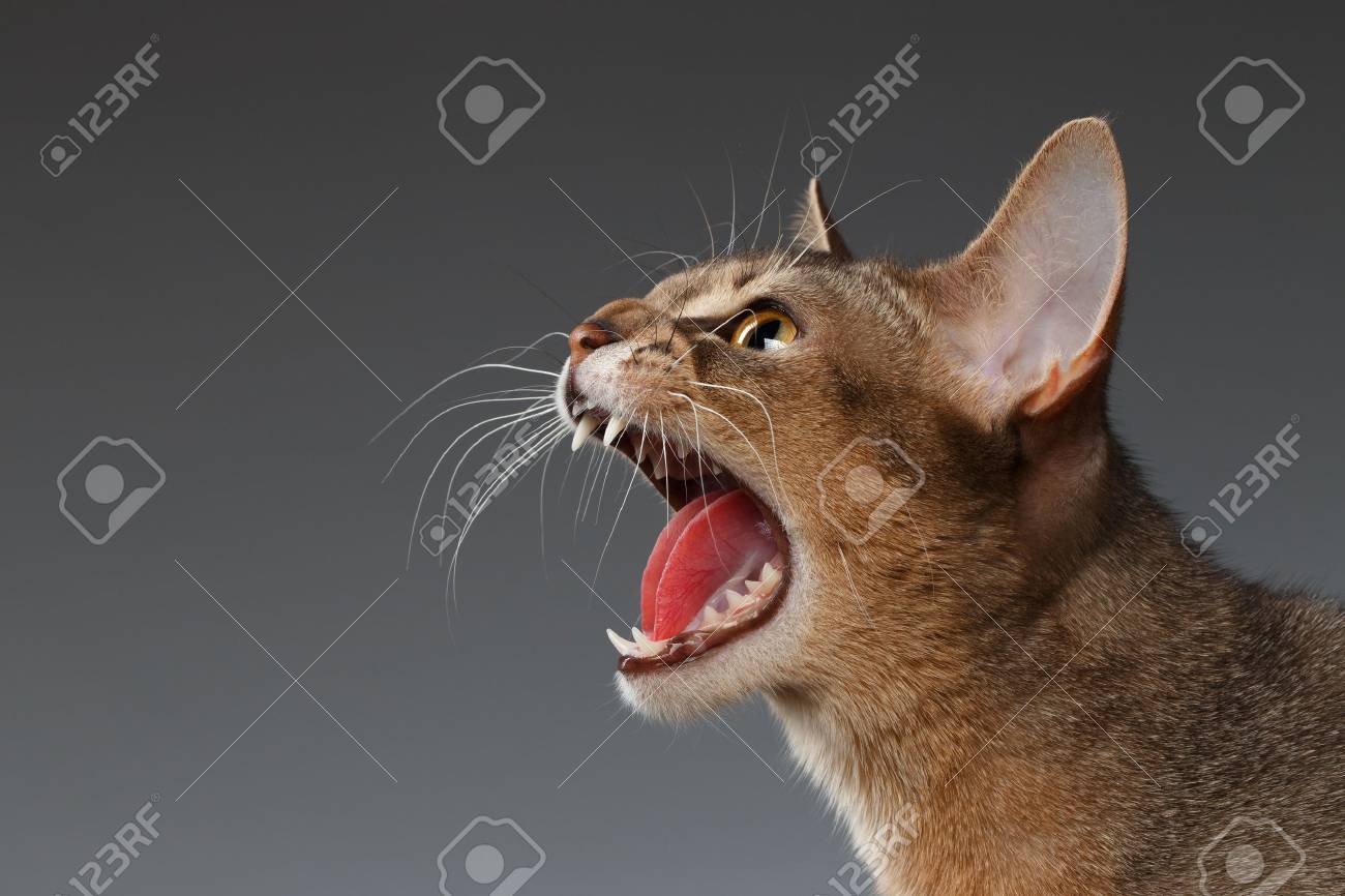 Closeup Portrait Of Hisses Abyssinian Cat Isolated On Black Background Profile View Stock Photo Picture And Royalty Free Image Image 52596127
