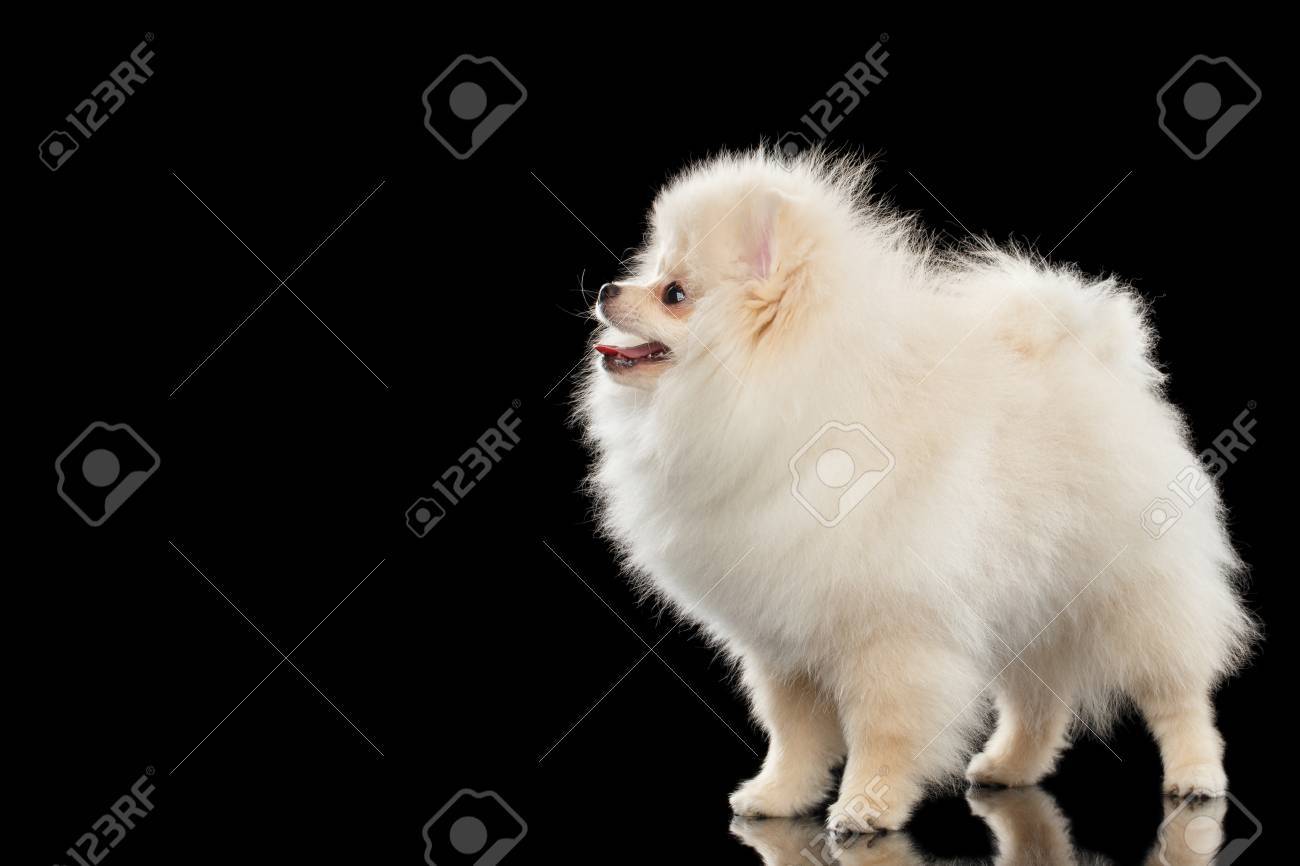 ふわふわかわいい白ポメラニアン スピッツ犬立って前にビューの黒背景上の分離 の写真素材 画像素材 Image