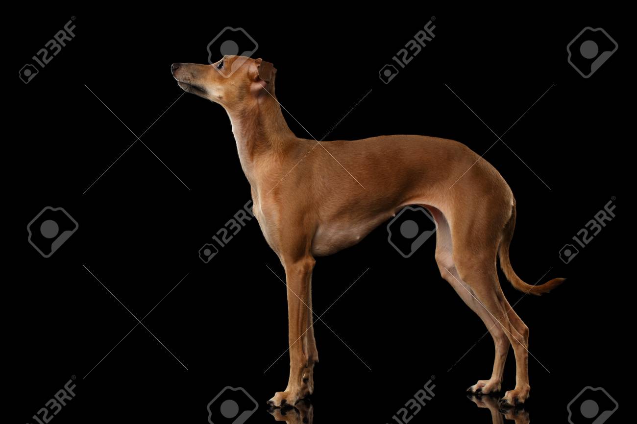 イタリア語グレイハウンド犬立ってミラーとの分離黒背景 ポーズ側面図を見る の写真素材 画像素材 Image イタリア語グレイハウンド犬立ってミラーとの分離黒背景 ポーズ側面図を見る の写真素材 画像素材 Image