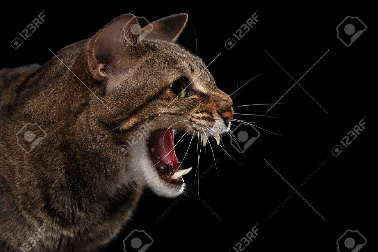 Closeup Portrait Of Aggressive Oriental Cat Hisses In Profile Isolated On Black Background Stock Photo Picture And Royalty Free Image Image 57593900