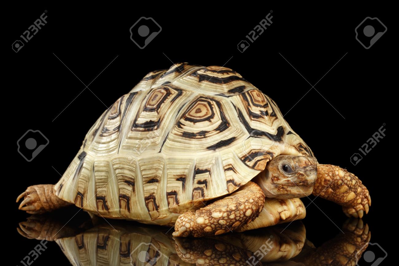 ヒョウ亀アルビノ 分離の黒の背景に白のシェルと Stigmochelys のポスター発表の部亀 の写真素材 画像素材 Image