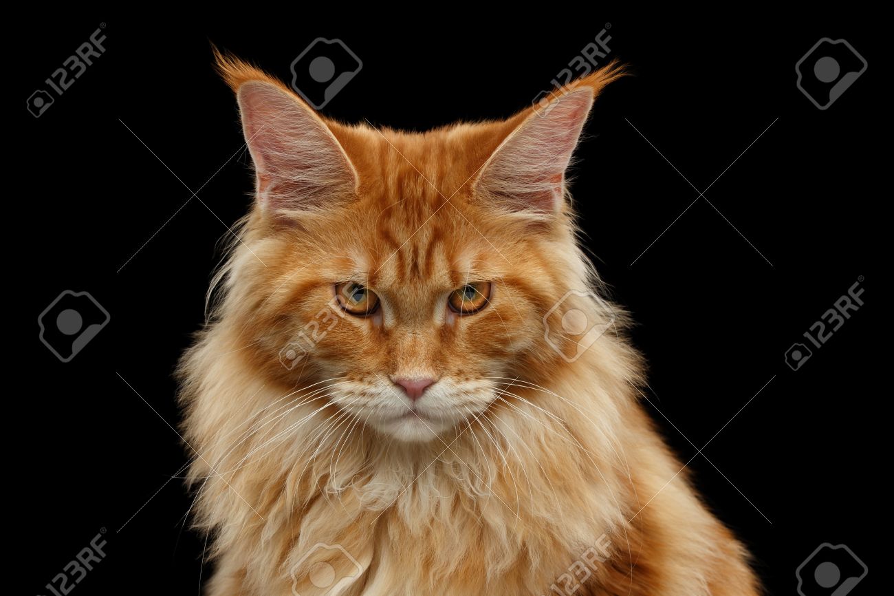怒っている赤いメインクーン猫のクローズ アップの肖像画は 黒の背景に分離カメラ の写真素材 画像素材 Image