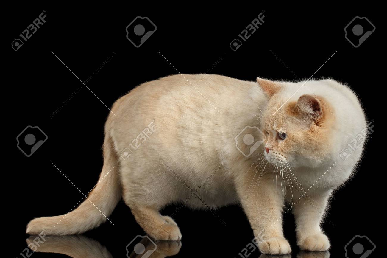 Color Point British Shorthair Cat Standing And Looking Back On