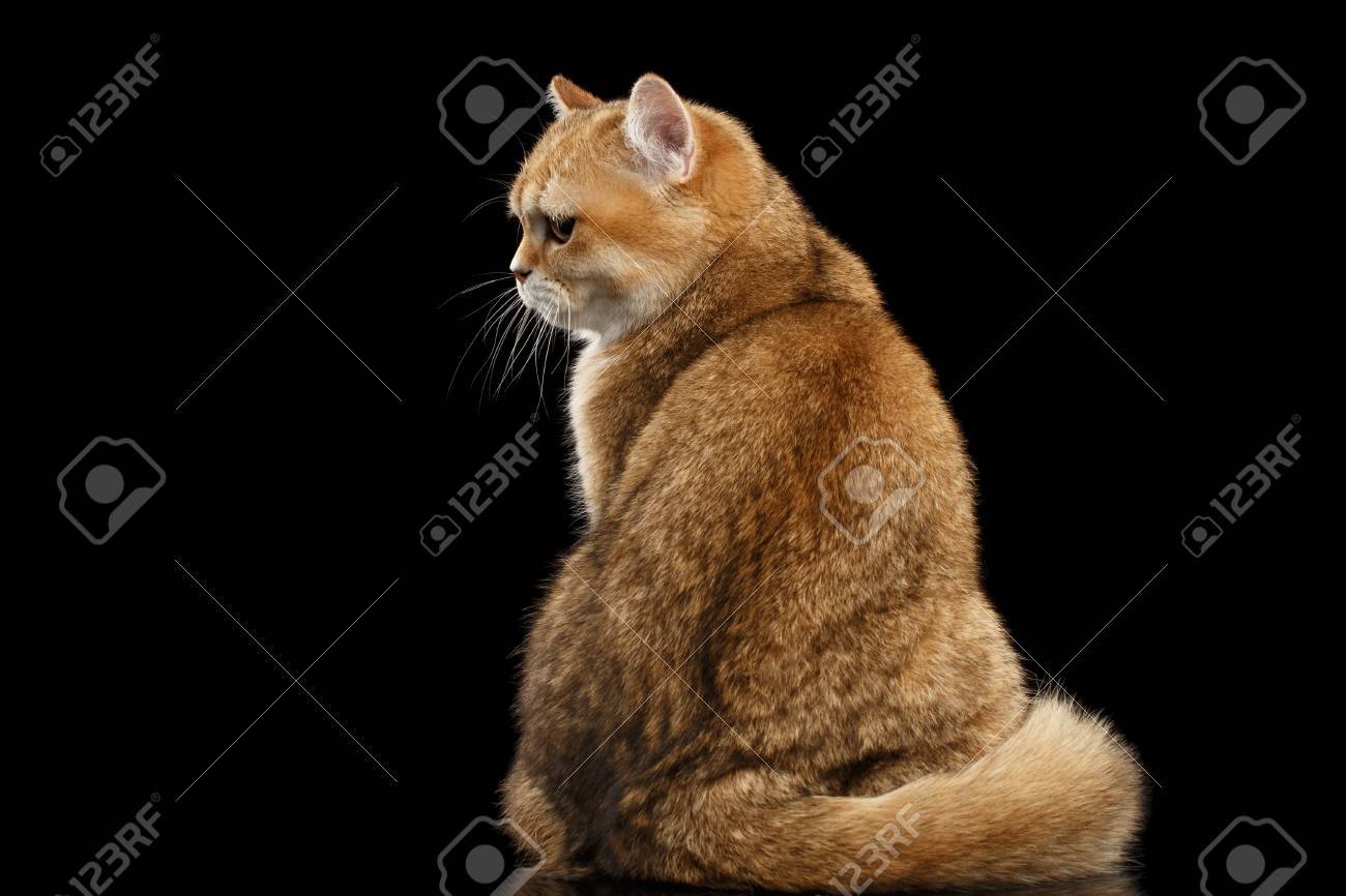 Fat British Breed Cat Gold Chinchilla Color Sitting Back View