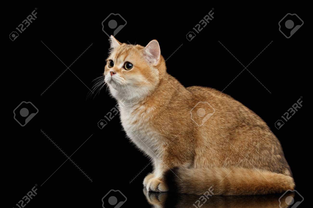 Golden Chinchilla cat: description of the breed, character, characteristics of care and maintenance 34 Golden Chinchilla cat: description of the breed, character, characteristics of care and maintenance 37