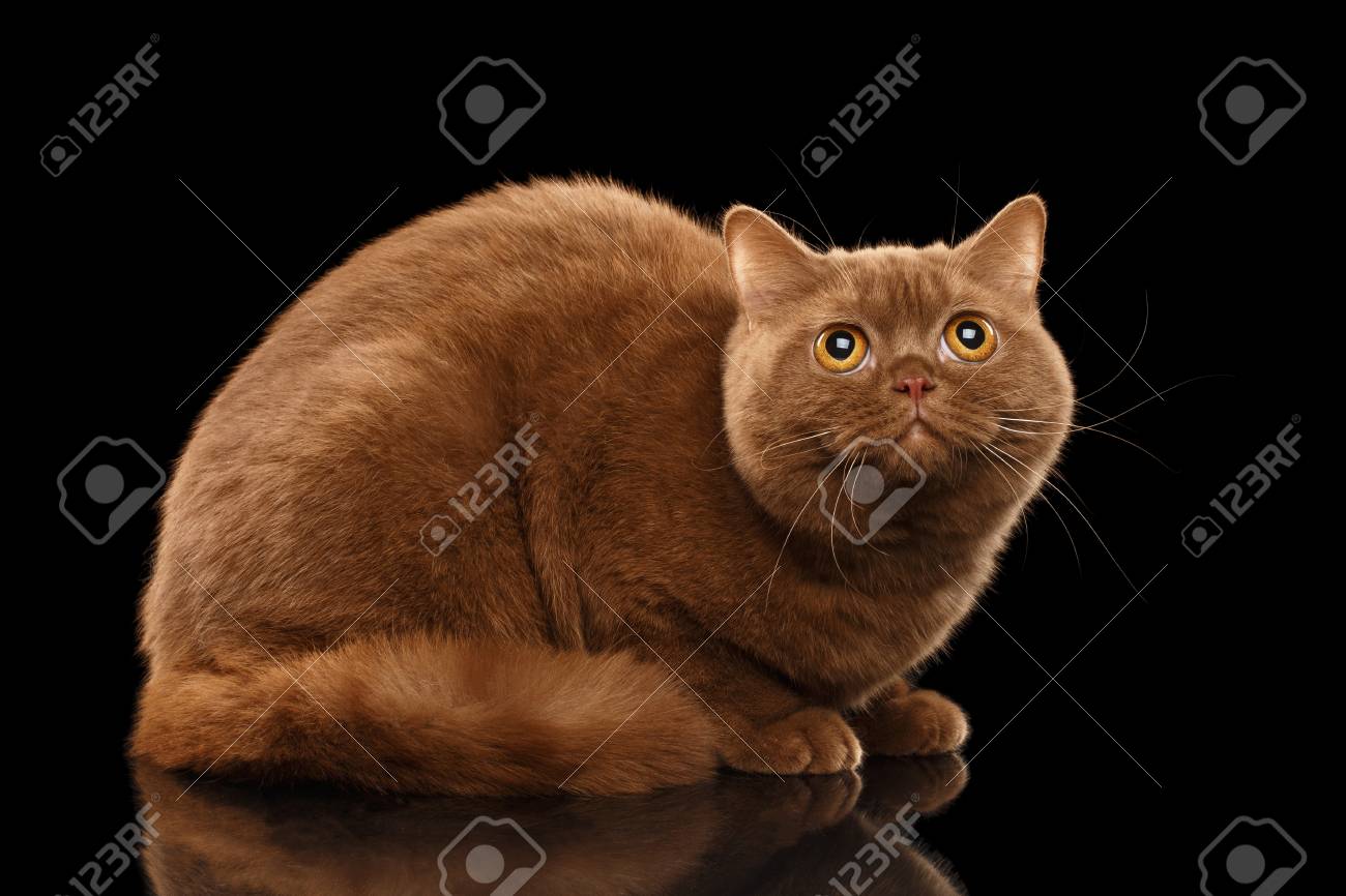 Couleur De Cannelle Chat Britannique Se Trouvant Et Curieux En Levant Isole Fond Noir Vue De Cote Banque D Images Et Photos Libres De Droits Image