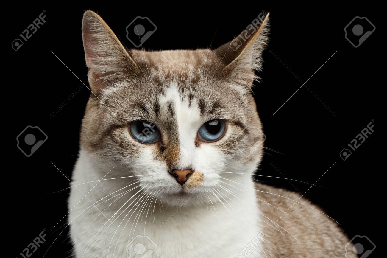 Gros Plan Visage De Chat Blanc Nez Rouge Regarde Offense Yeux Bleu Enorme Isole Fond Noir Vue De Face Banque D Images Et Photos Libres De Droits Image