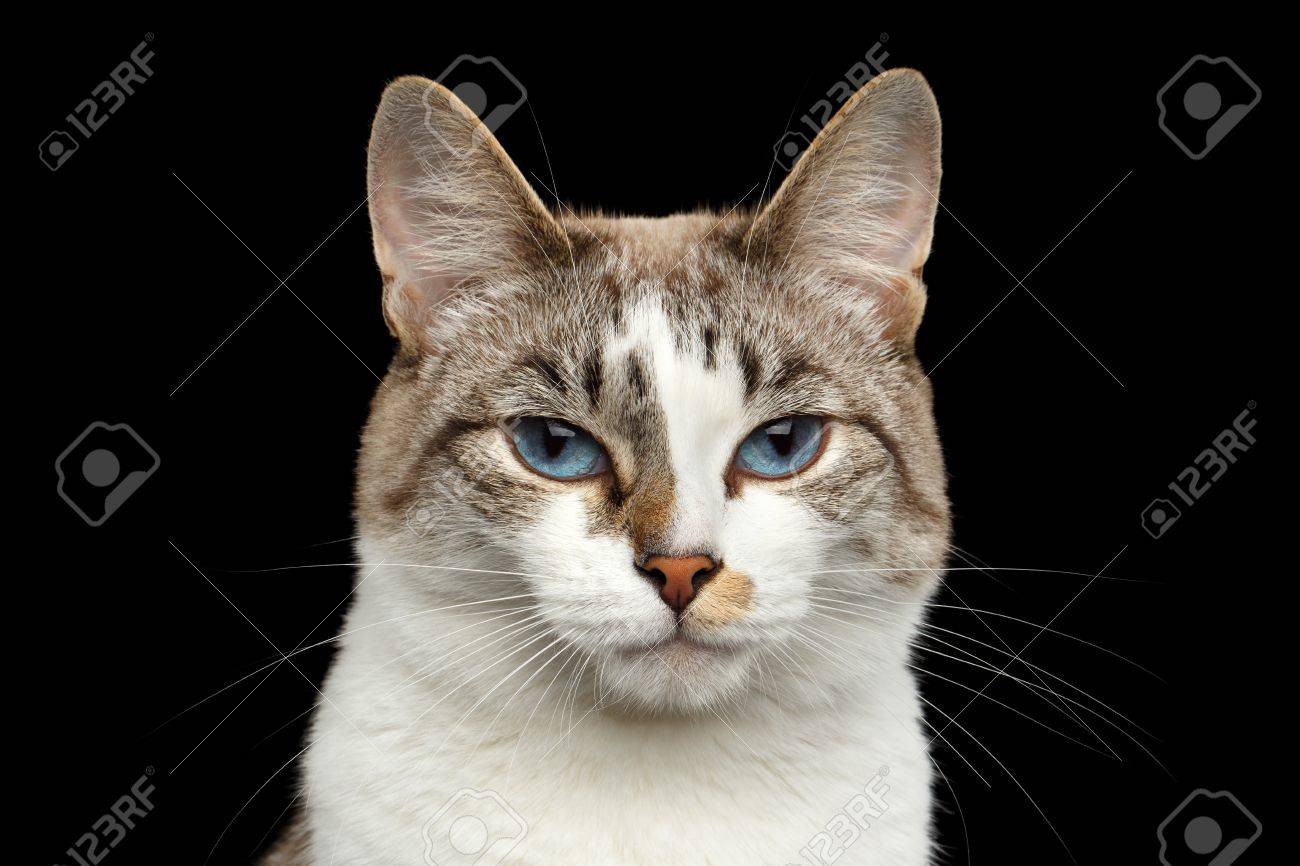Gros Plan Portrait De Visage Calme Chat Blanc Le Nez Rouge Offense Regarde Les Yeux Bleus Isole Fond Noir Vue De Face Banque D Images Et Photos Libres De Droits Image