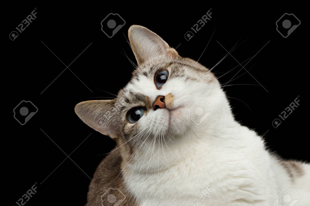 Closeup Portrait De Visage Espiegle Chat Blanc Nez Rouge Drole Leve Les Yeux Bleu Isole Fond Noir Vue De Face Banque D Images Et Photos Libres De Droits Image