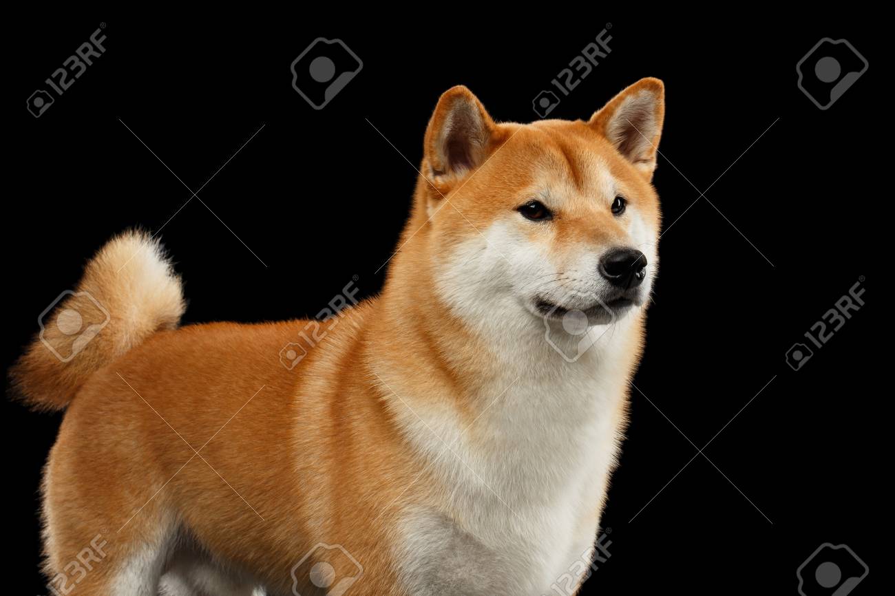 Close Up Pedigreed Red Shiba Inu Breed Dog Standing And Looks