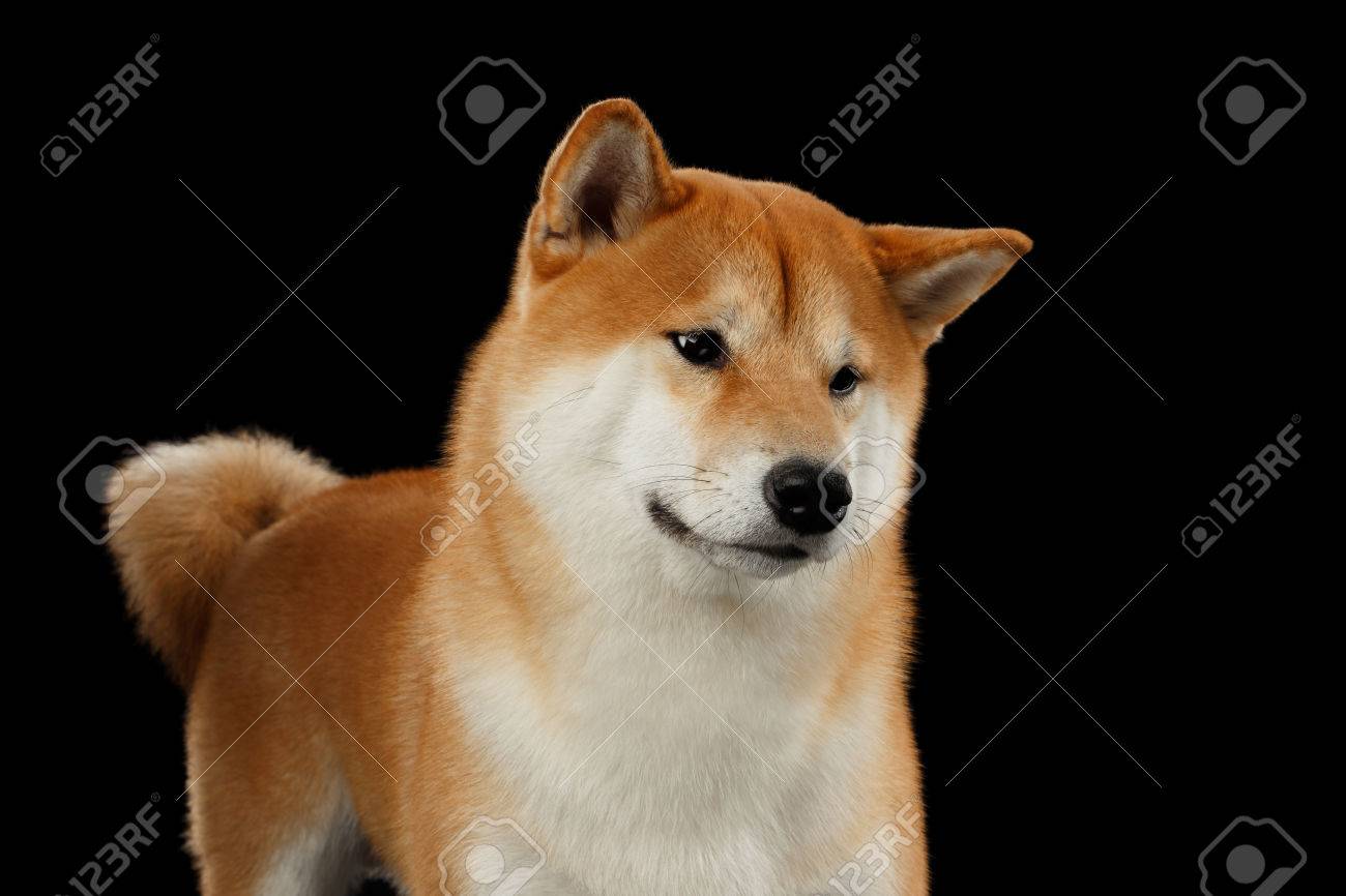 Close Up Pedigreed Red Shiba Inu Dog Standing And Looks Curious