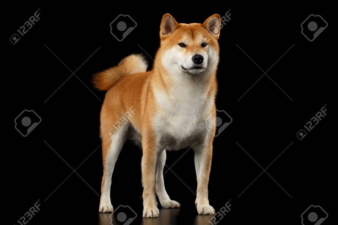 Cute Pedigreed Red Shiba Inu Breed Dog Standing On Isolated Black