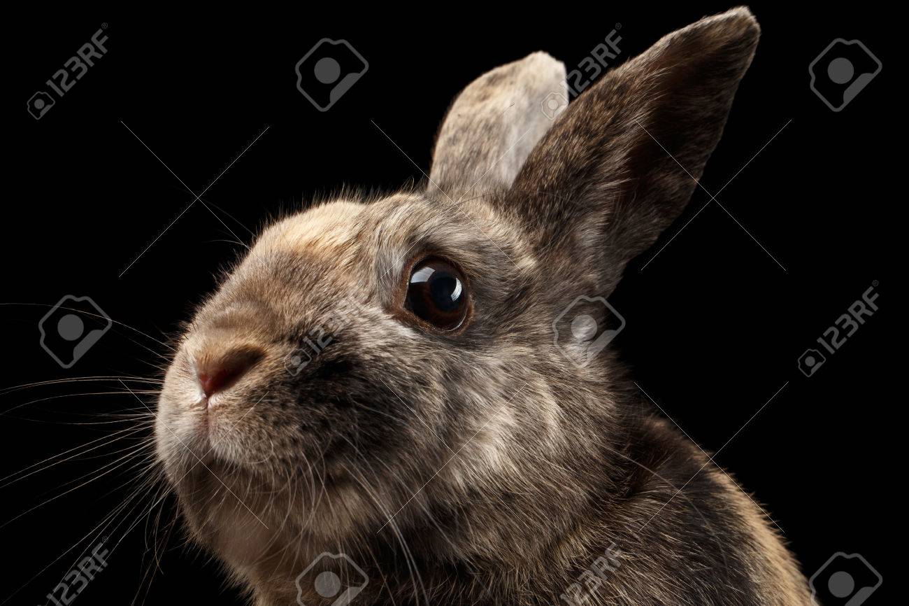 closeup head funny little rabbit brown fur isolated on black