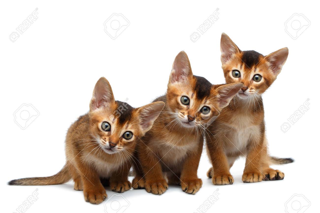 3 つの座っているかわいいアビシニアン子猫と好奇心に見える 分離の白背景にカメラで凝視正面 遊び心のある猫家族 の写真素材 画像素材 Image